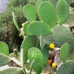 Le Nopal | Le cactus rond plat avec des épines